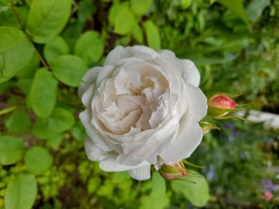 Winchester Cathedral (2)