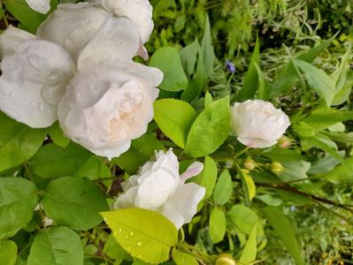 Winchester Cathedral (3)