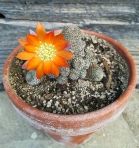 ; Rebutia heliosa
