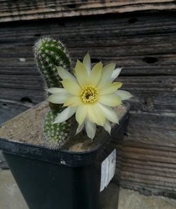 ; Chamaecereus papagei
