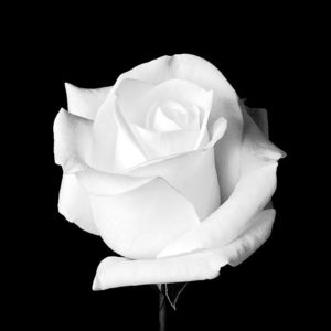 Rose White ♡