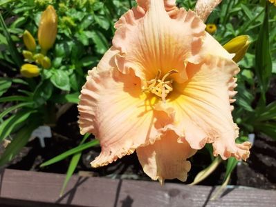 Spacecoast Starburst