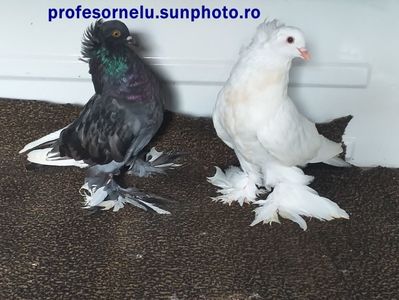 vânduți lui Alex Iordache(HD)
