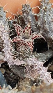 Stapeliantus decaryi