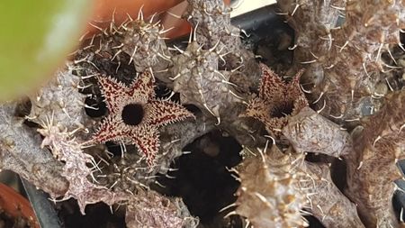 Stapeliantus decaryi