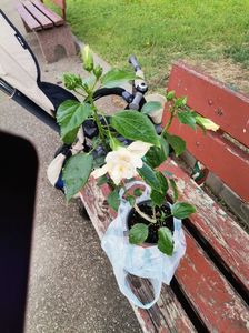 Frumosul meu cumparat astăzi