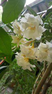 nerium oleander cream