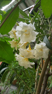nerium oleander cream