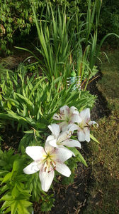 lilium orientale "sweet zanica"