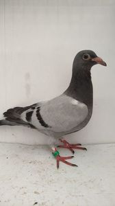 vandut