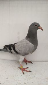 vandut