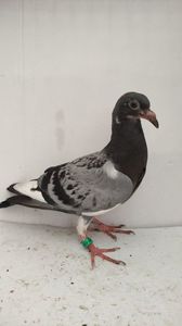 vandut