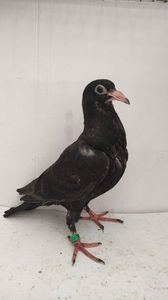 vandut