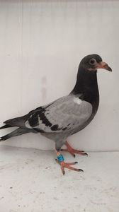 vandut