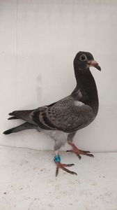 vandut