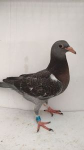 vandut