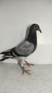 vandut