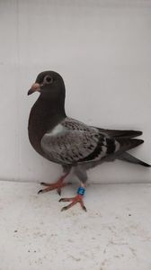 vandut