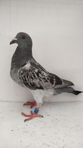 vandut