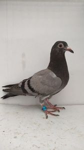 vandut