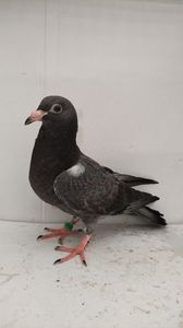 vandut