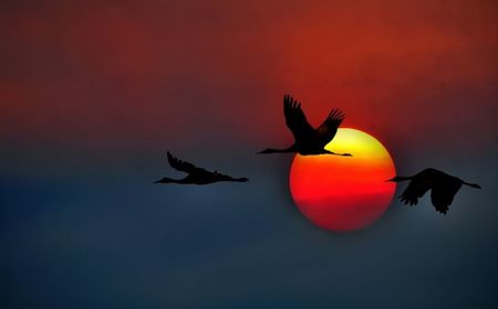 Sandhill_Cranes_crane_flying_California_USA_sun_sunset_sky_1920x1200