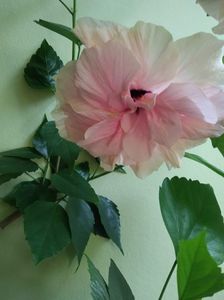 IMG-20210704-WA0053