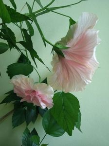 IMG-20210704-WA0052