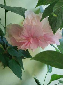 IMG-20210704-WA0049
