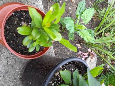 Ixora,calde multumiri!