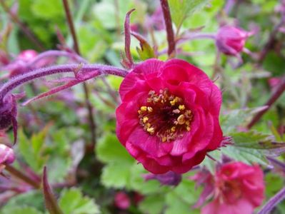 Geum rivale Flames of Passion