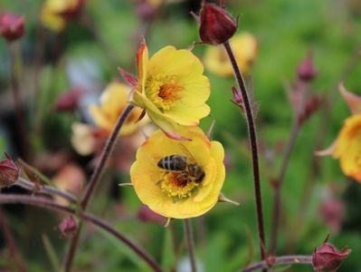 Geum \ Tequila Sunrise