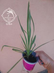 yucca filamentosa3