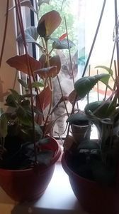 ; Inca se mai catara pana la fereastra, desi mai are putin si naste...
