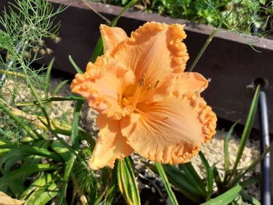 Orange Cream