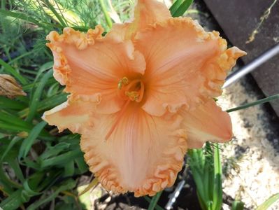 Orange Cream