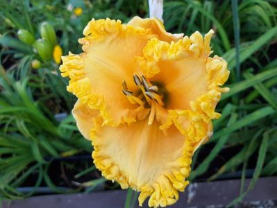 Ialatsara