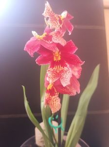 Orhidee rosie