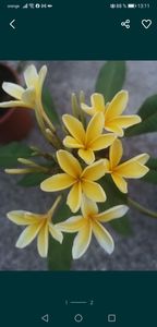 Plumeria