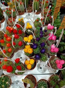 Img.2021.07.08; Am tot ocolit să fac poze la cactuși :) nu știu de ce :)))
