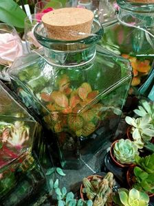 Img.2021.07.08- terrarium