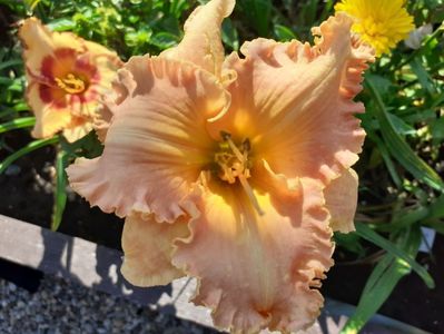 Spacecoast Starburst