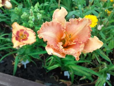 Spacecoast starburst