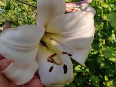 Crin gigant Crystal Blanca