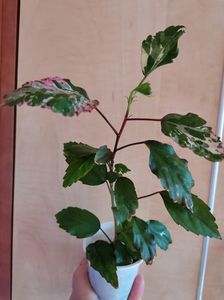 Cooperi rose flake