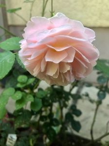 ABRAHAM DARBY