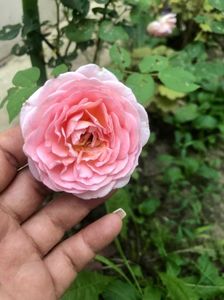 ABRAHAM DARBY