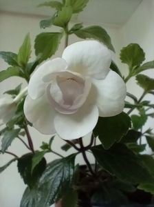 Double Picotee Rose