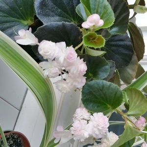 Begonia.....