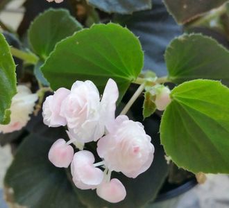 Foarte florifera